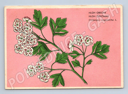 Pohlednice Hloh obecný – botanická ilustrace (M12039)