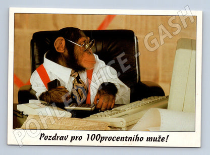 Pohlednice šimpanz v kanceláři (M12079)