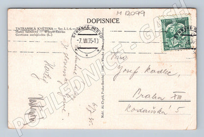 Pohlednice Vysoké Tatry Hořec tolitovitý (M12099)