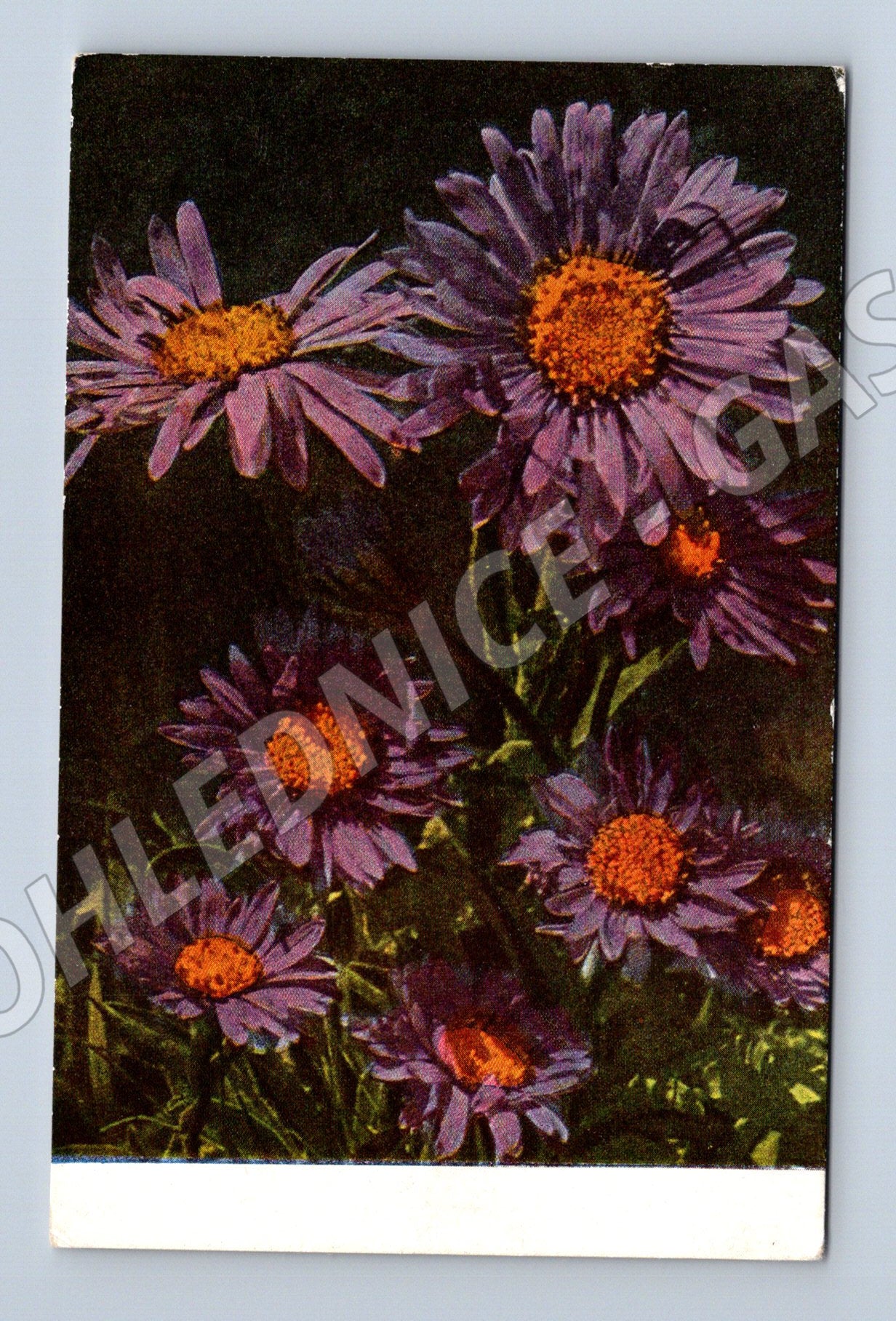 Pohlednice Aster alpinus (astra alpská) – květiny (M12136)