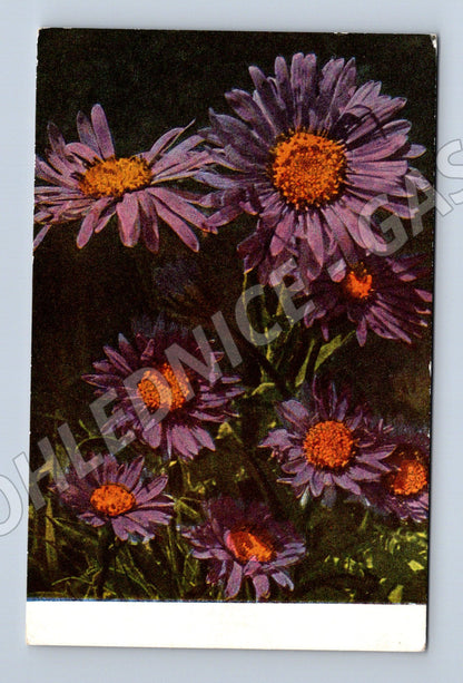 Pohlednice Aster alpinus (astra alpská) – květiny (M12136)