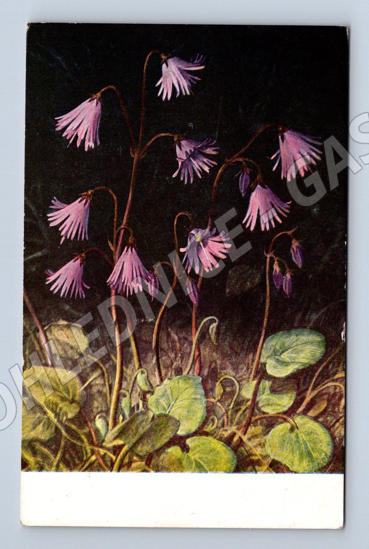 Pohlednice Soldanella major (M12153)