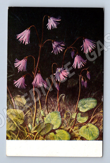 Pohlednice Soldanella major (M12153)