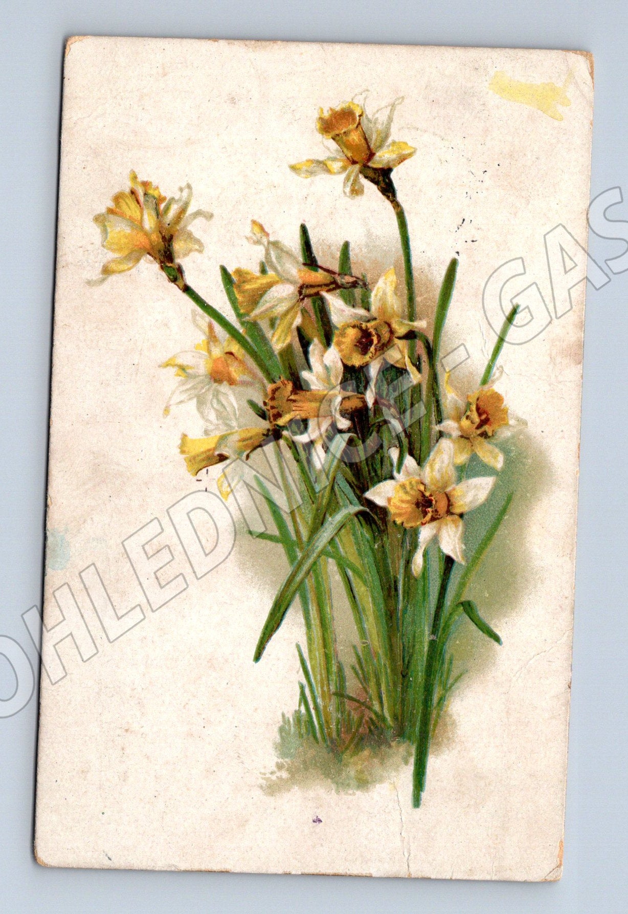 Pohlednice Květiny narcisy (M12158)