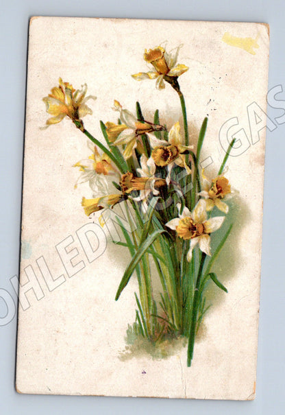 Pohlednice Květiny narcisy (M12158)