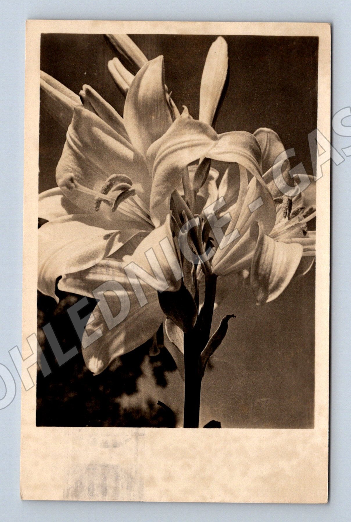 Pohlednice lilie Československo 1958 černobílá (M12199)