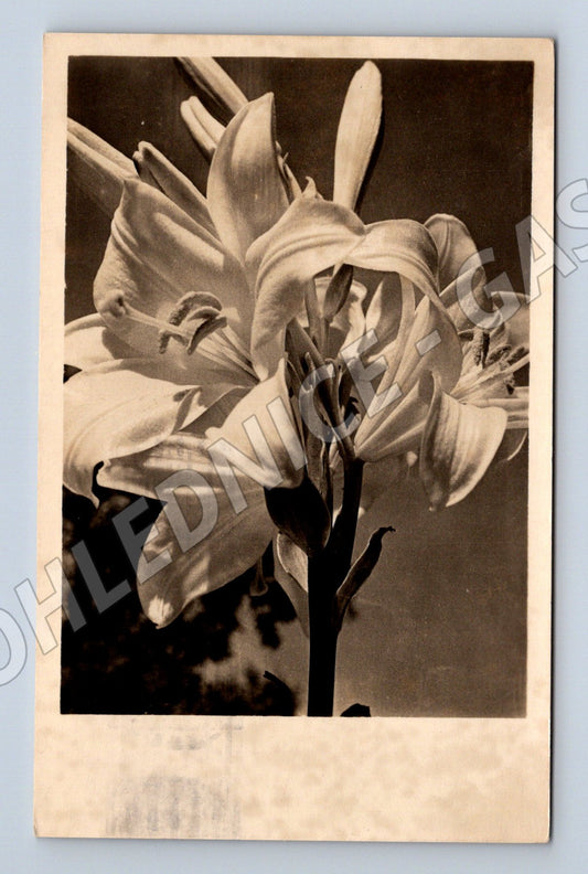 Pohlednice lilie Československo 1958 černobílá (M12199)