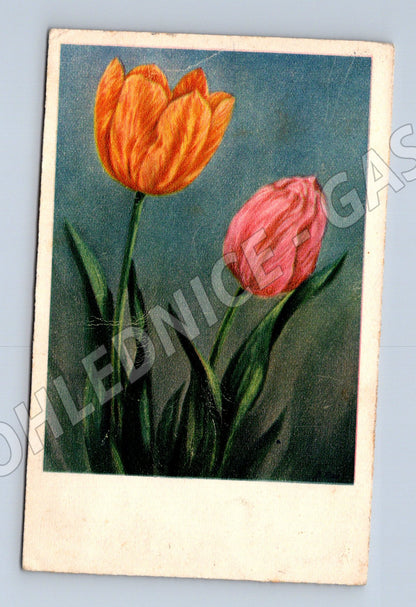 Pohlednice Tulipány 1946 (M12220)