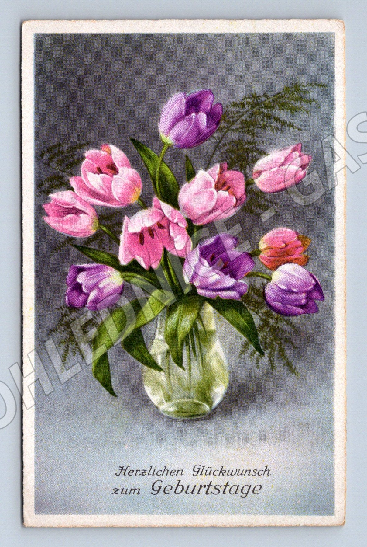 Pohlednice květiny tulipány (M12243)