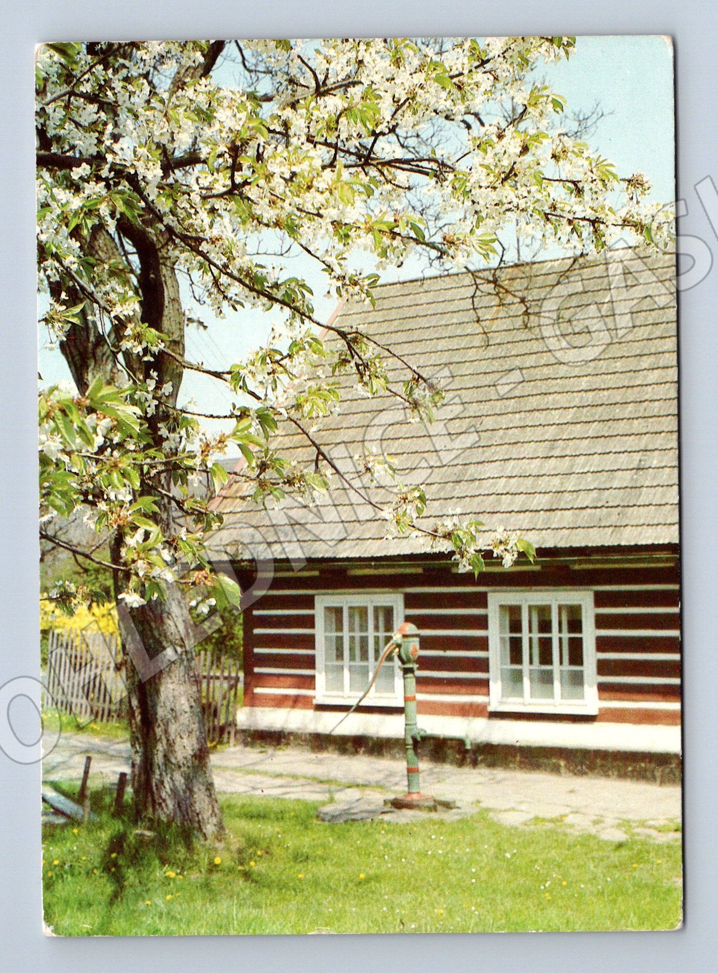 Pohlednice roubená chalupa jaro 1985 (M12577)