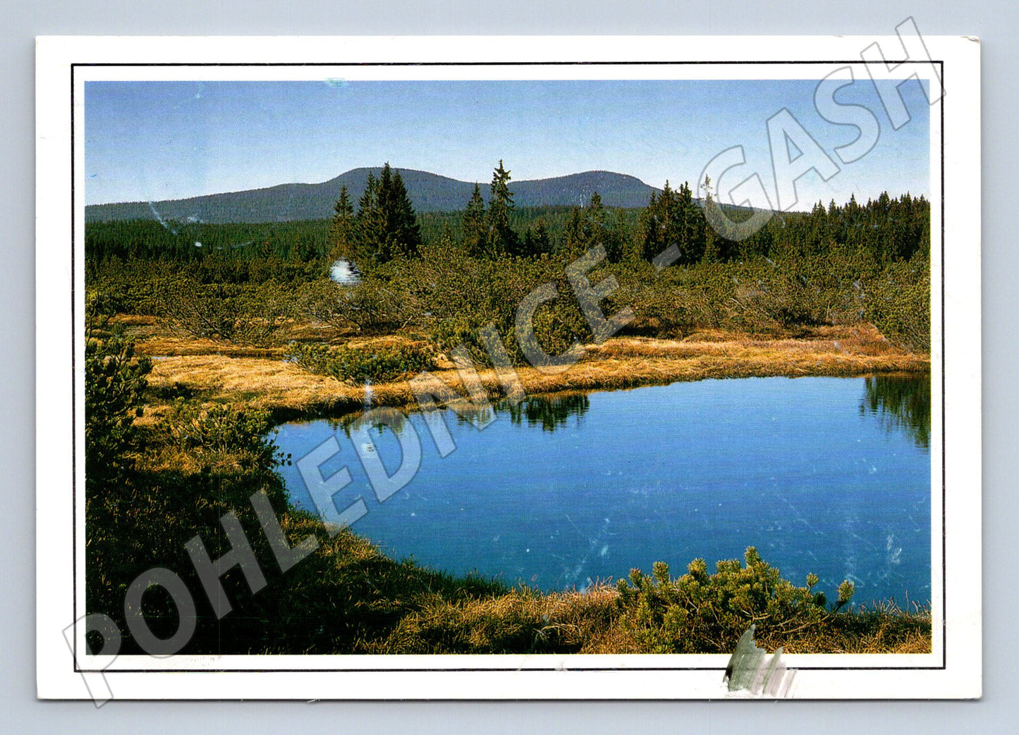 Pohlednice Šumava Weitfällerské slatě 1996 (M12582)
