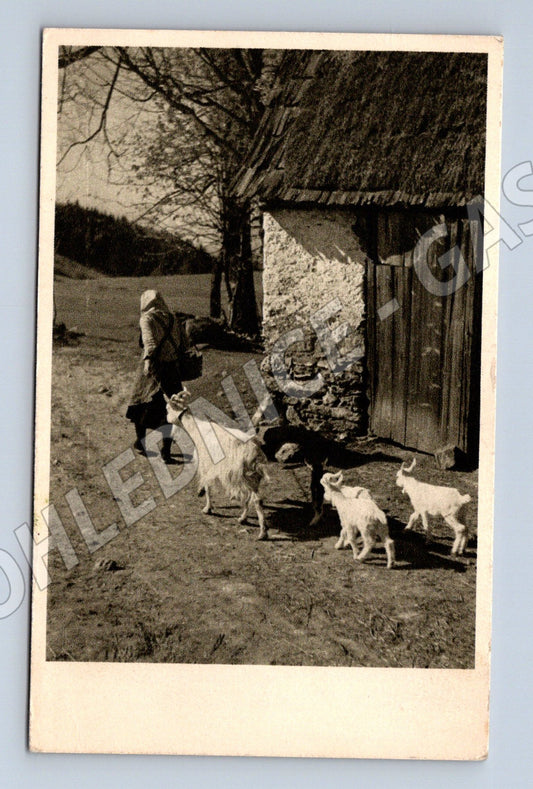 Pohlednice dítě a kozy na venkově (M13118)