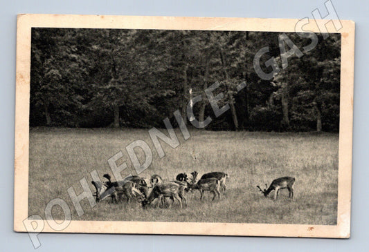 Pohlednice se srnci 1943 – poštovně prošlá (M14262)