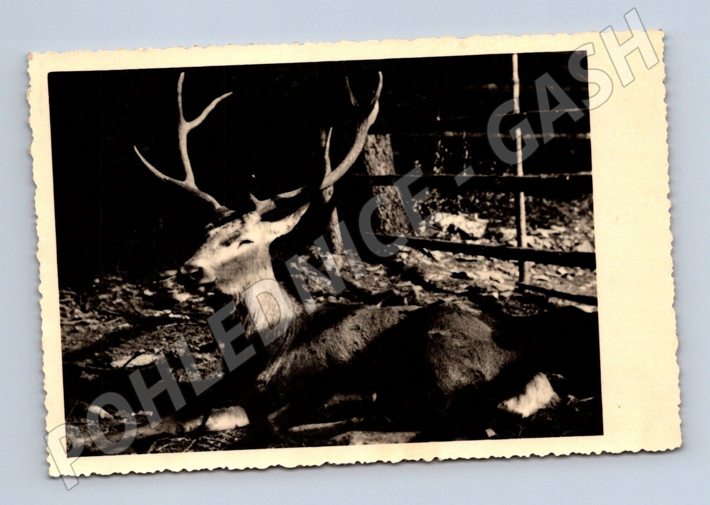 Pohlednice Jelen Jeseník 1956 (M14263)