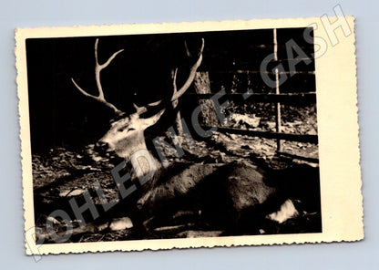 Pohlednice Jelen Jeseník 1956 (M14263)