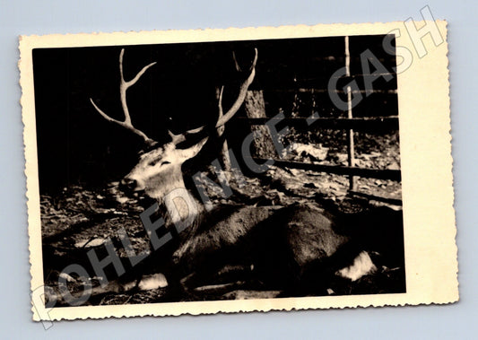 Pohlednice Jelen Jeseník 1956 (M14263)