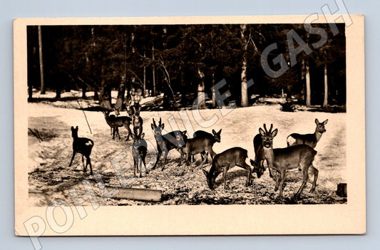 Pohlednice Harrachovský revír srnci ve sněhu (M14264)