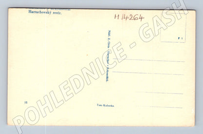 Pohlednice Harrachovský revír srnci ve sněhu (M14264)