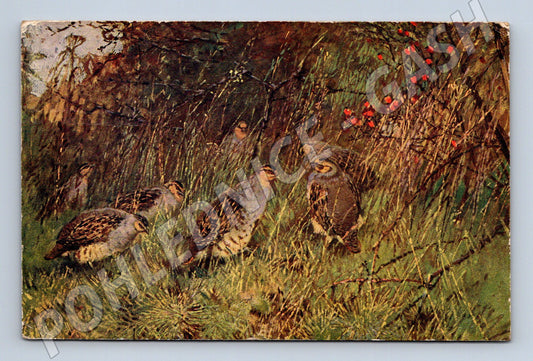 Pohlednice divoké koroptve v přírodě (M14265)