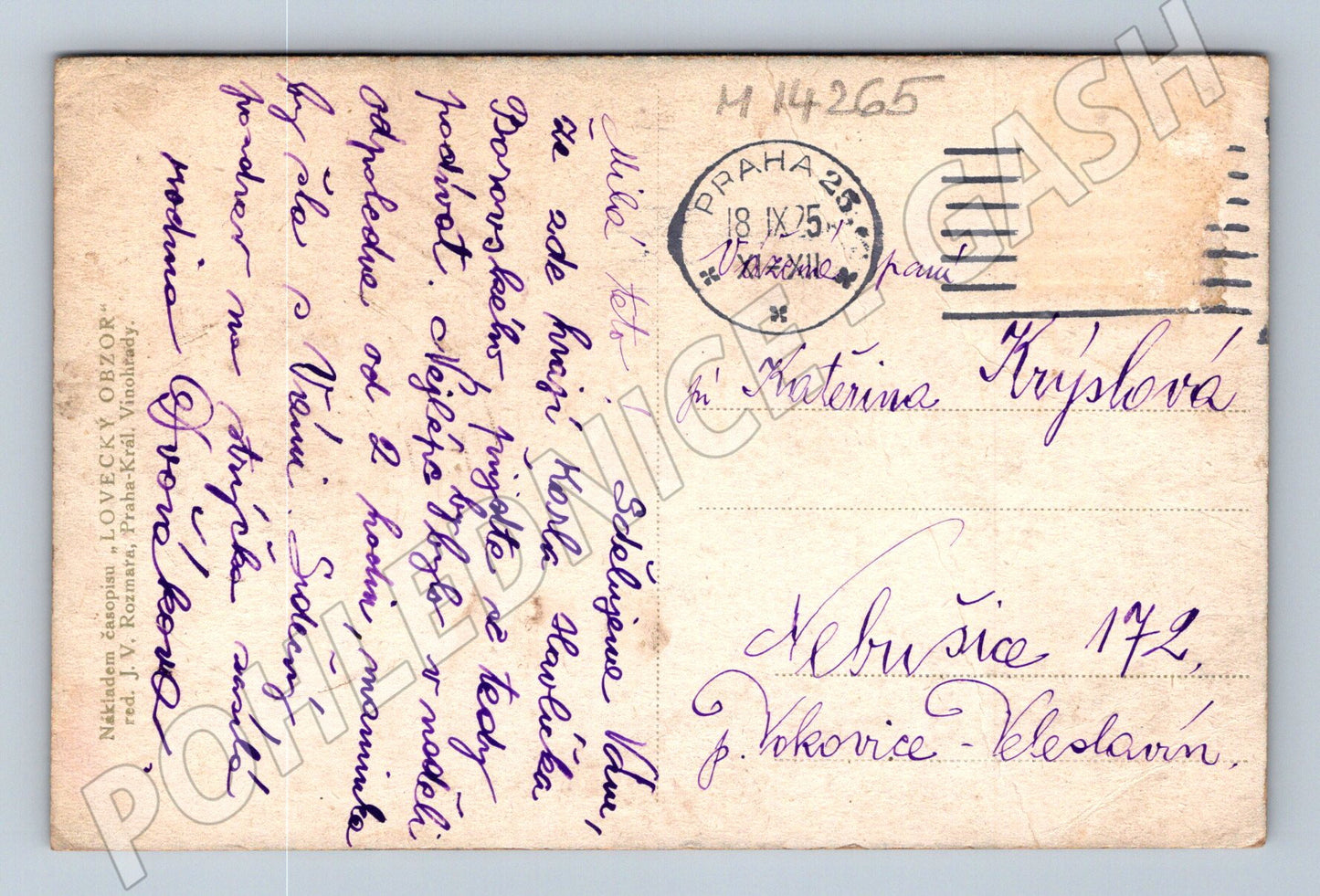 Pohlednice divoké koroptve v přírodě (M14265)