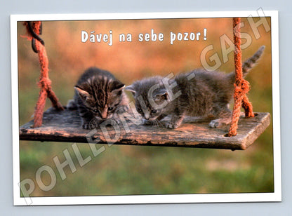 Pohlednice koťata na houpačce (M14305)