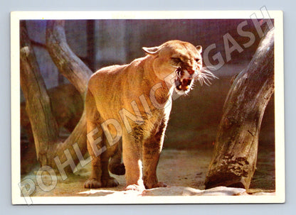 Pohlednice Puma americká (M14314) – Pressfoto Bratislava