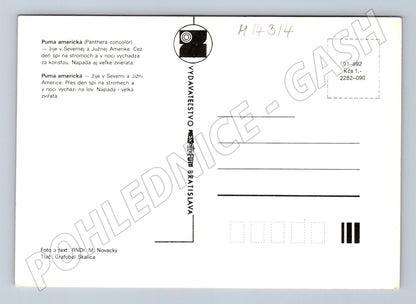 Pohlednice Puma americká (M14314) – Pressfoto Bratislava