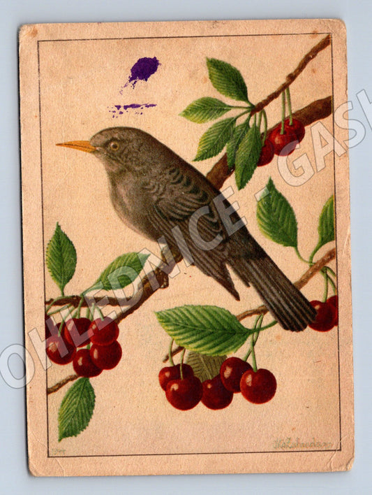 Pohlednice pták na větvi s třešněmi (M14315)