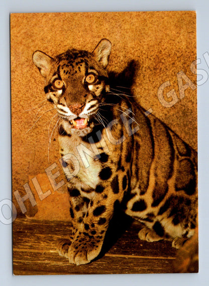 Pohlednice Levhart obláčkový Zoo Praha (M14316)