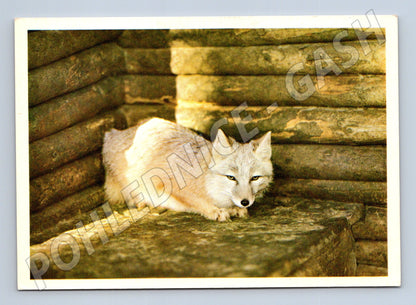Pohlednice polární liška (Alopex lagopus) (M14319)