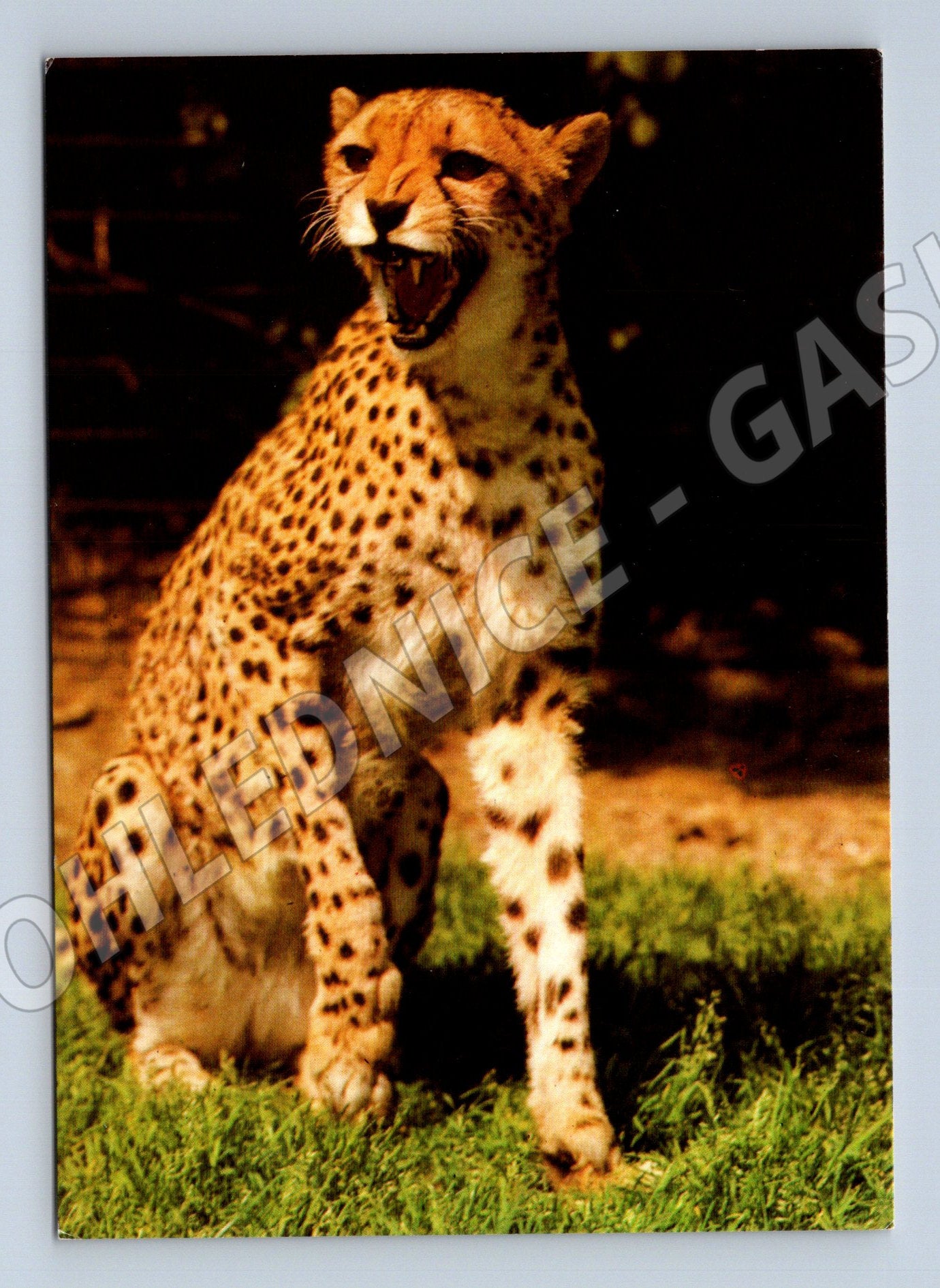 Pohlednice Gepard ZOO Praha (Pohlednice Gepard – ZOO Praha, 1982)