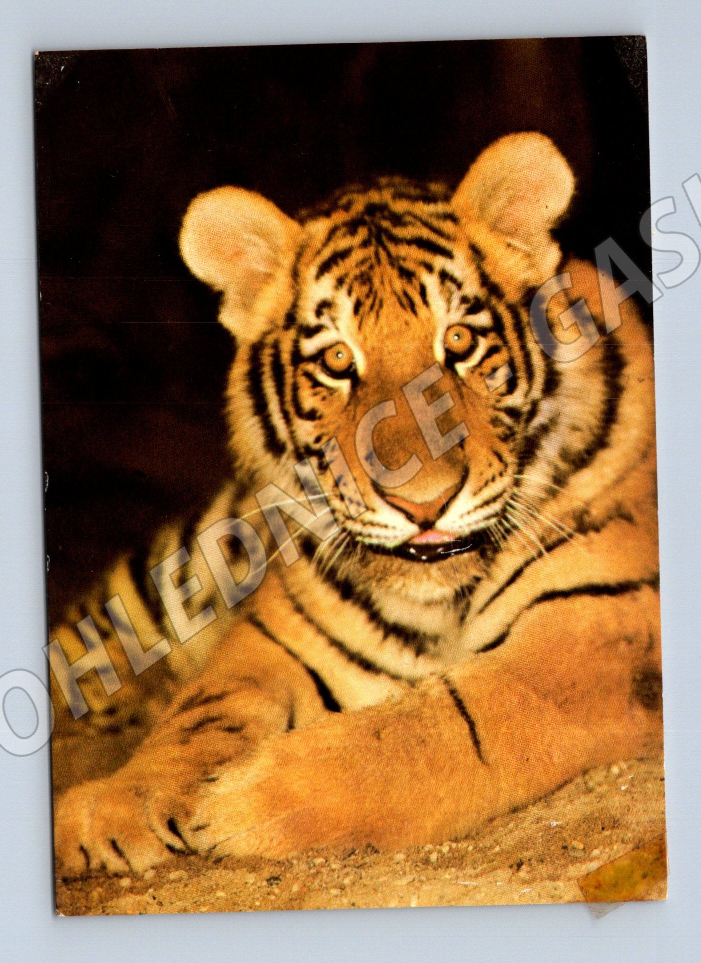 Pohlednice Tygr sibiřský ZOO Praha (Pohlednice M14322)
