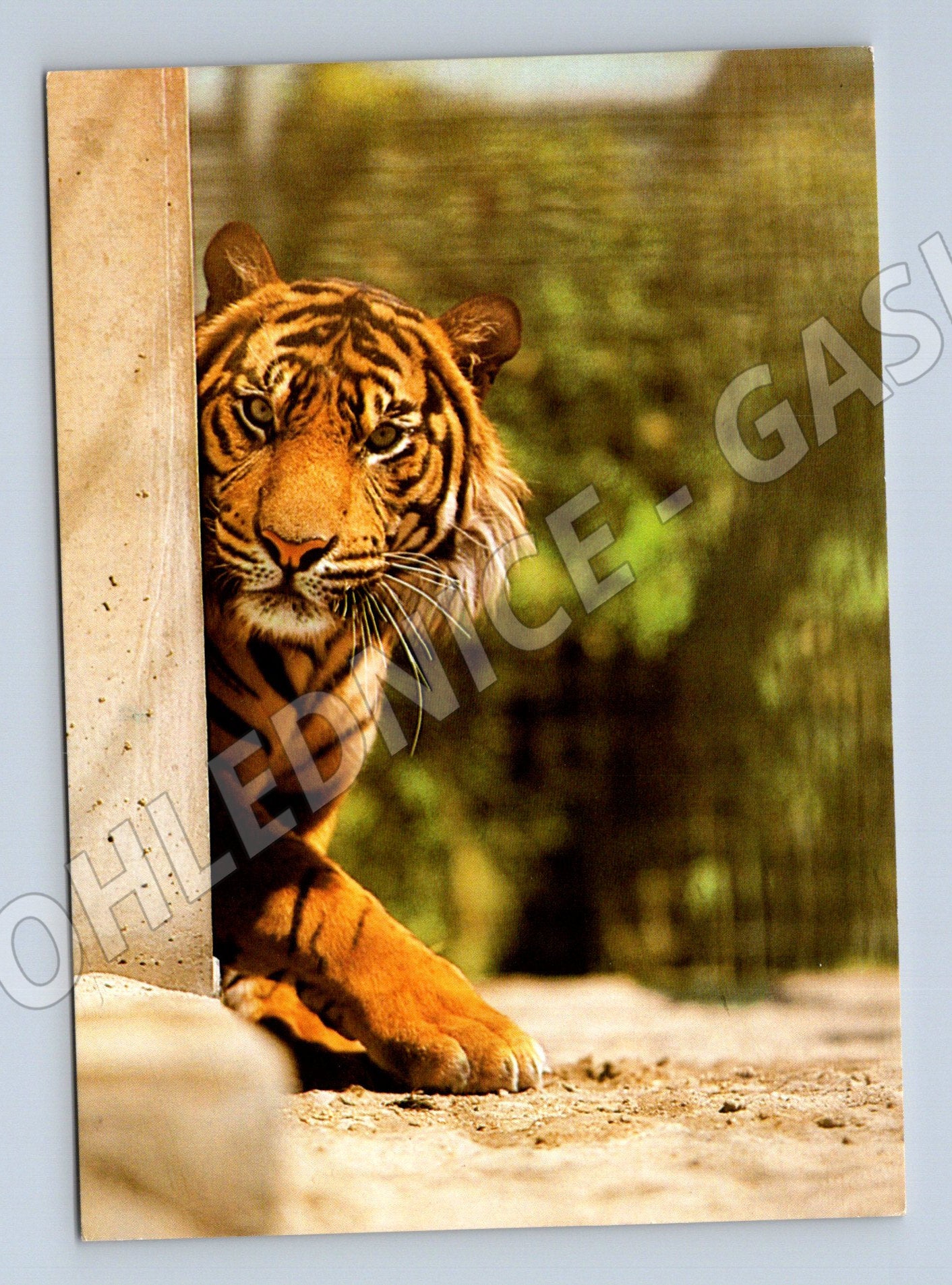 Pohlednice Tygr sumaterský ZOO Stuttgart (M14325)