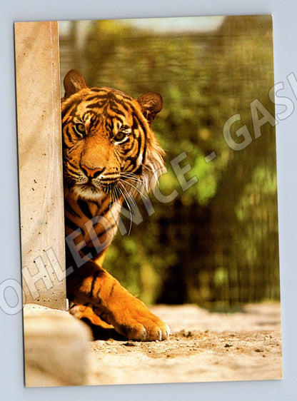 Pohlednice Tygr sumaterský ZOO Stuttgart (M14325)