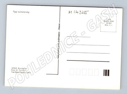 Pohlednice Tygr sumaterský ZOO Stuttgart (M14325)