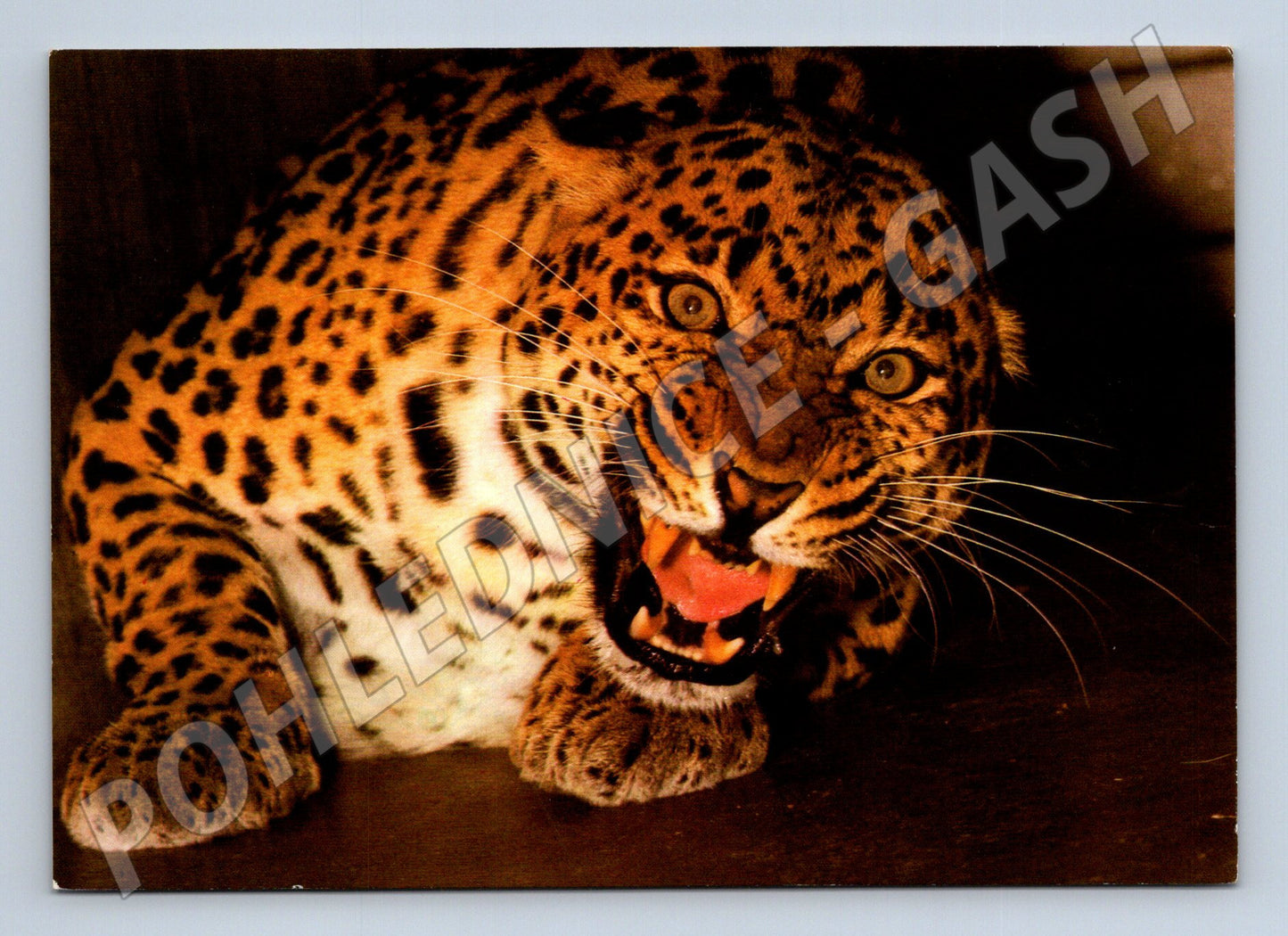 Pohlednice Levhart ZOO Hannover 1982 (M14326)