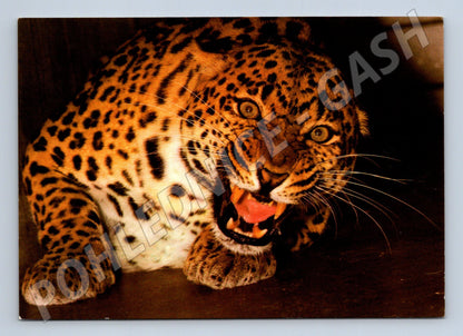 Pohlednice Levhart ZOO Hannover 1982 (M14326)