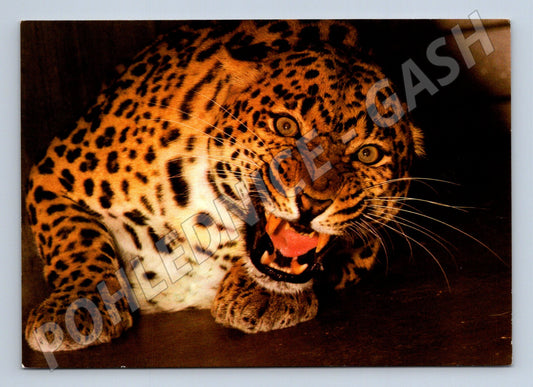 Pohlednice Levhart ZOO Hannover 1982 (M14326)