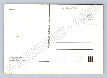 Pohlednice Levhart ZOO Hannover 1982 (M14326)