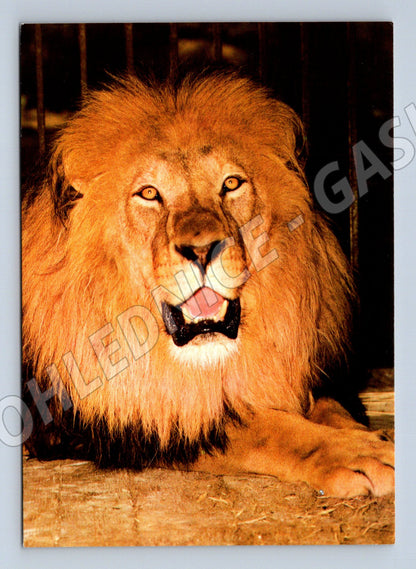 Pohlednice Lev ZOO Děčín (M14327)