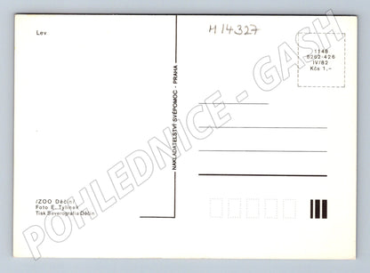 Pohlednice Lev ZOO Děčín (M14327)