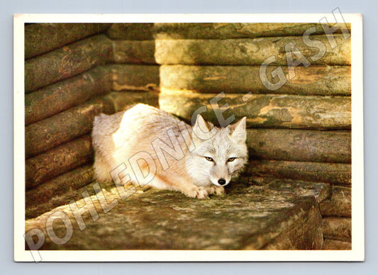 Pohlednice liška polární zimní portrét (M14328)