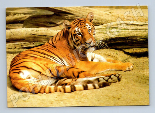 Pohlednice Tygr sibiřský ZOO Stuttgart (M14329)