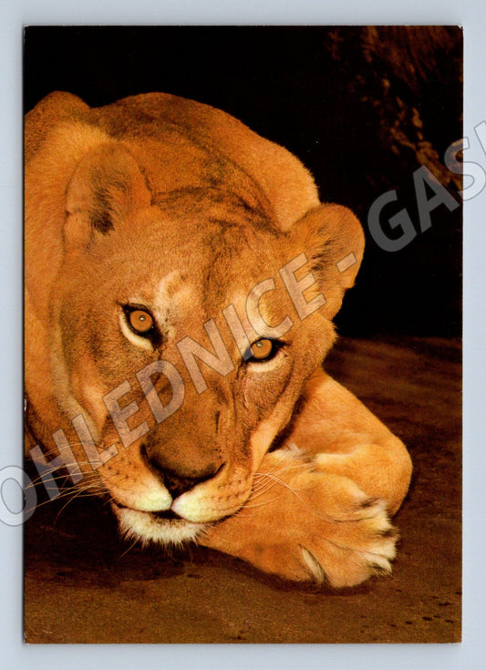 Pohlednice lvice ZOO Ostrava (M14330)