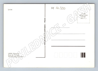 Pohlednice lvice ZOO Ostrava (M14330)