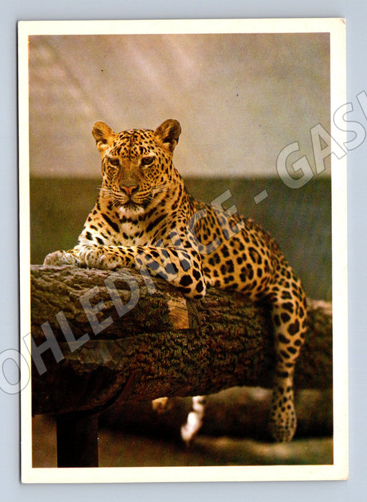 Pohlednice levhart skvrnitý (M14332)