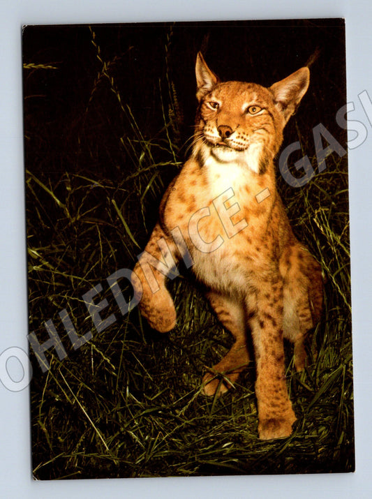 Pohlednice rys ostrovid Lesopark Chomutov (M14333)