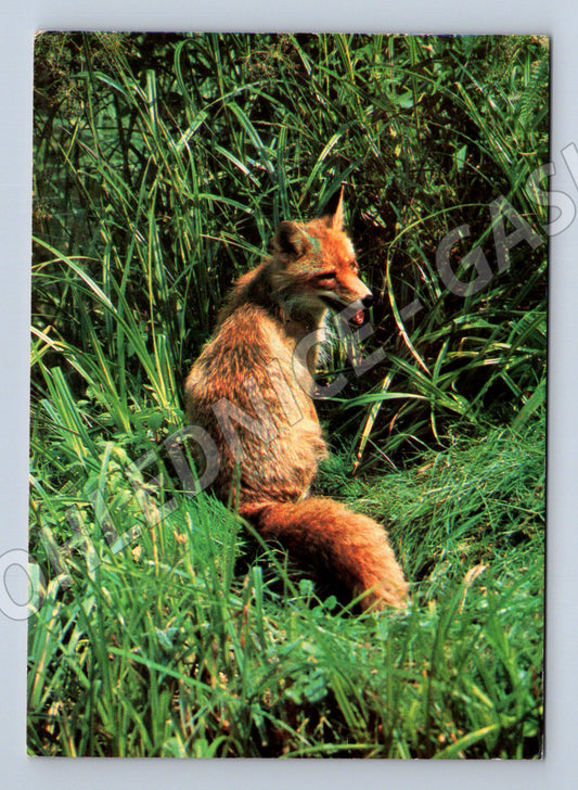 Pohlednice liška zvířecí motiv (M14334)