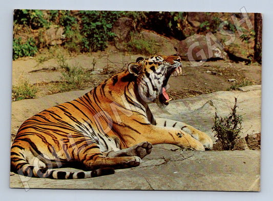 Pohlednice Tygr originál SSSR, foto A. Anikanov, (M14336)