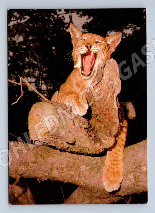 Pohlednice zvíře na stromě  foto E. Tylínek, 1982 (M14337)